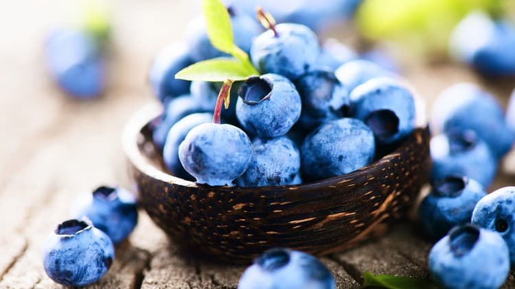 Herbalism :: Wild Edible Plants for High Nutrition