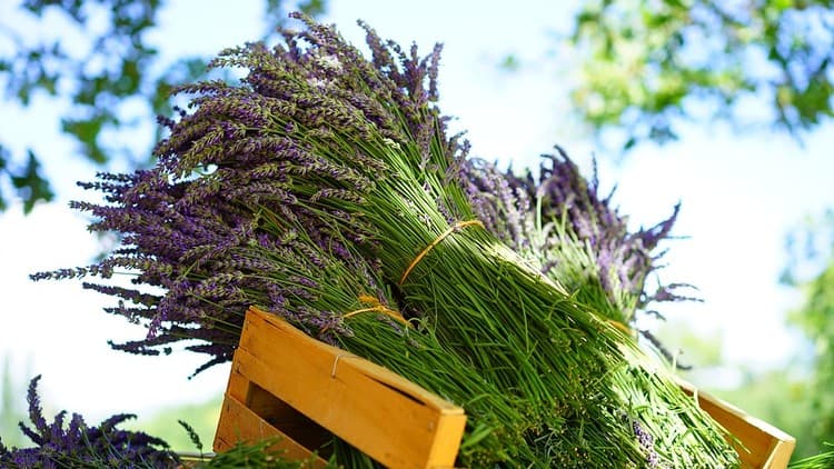 Aromatherapy: Using Essential Oils for Natural Living | 5 CE