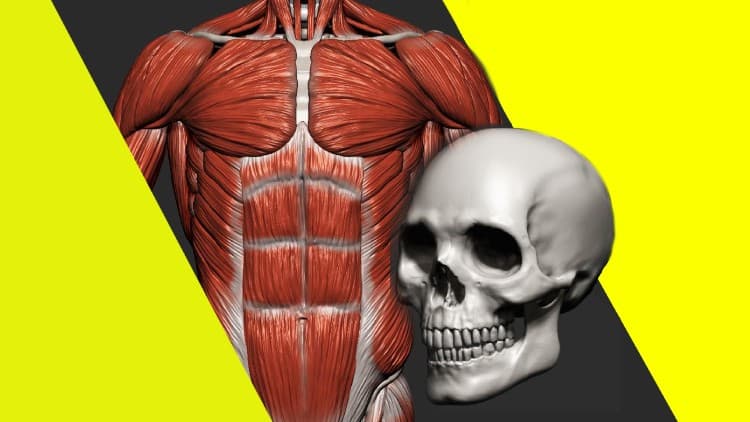 Human Anatomy for Artists using Zbrush and Photoshop