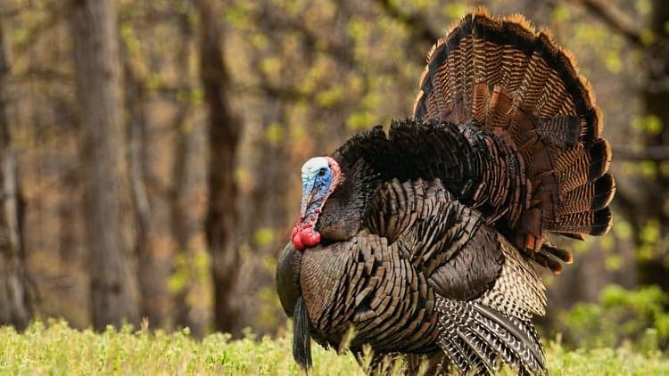Turkey Hunting 101