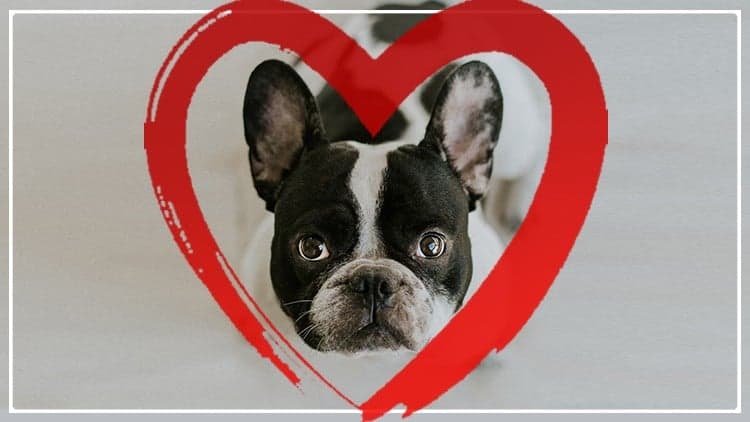 Punishment-Free Dog Training: 30 Day Perfect Dog Blueprint