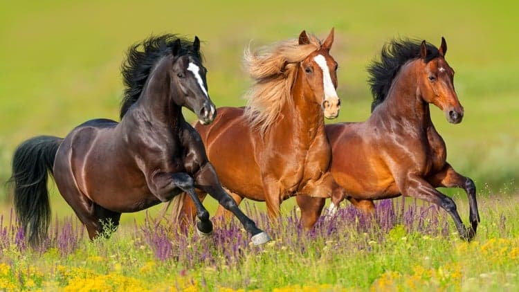 Horses 101 - Horse Colors, Breeds & Disciplines