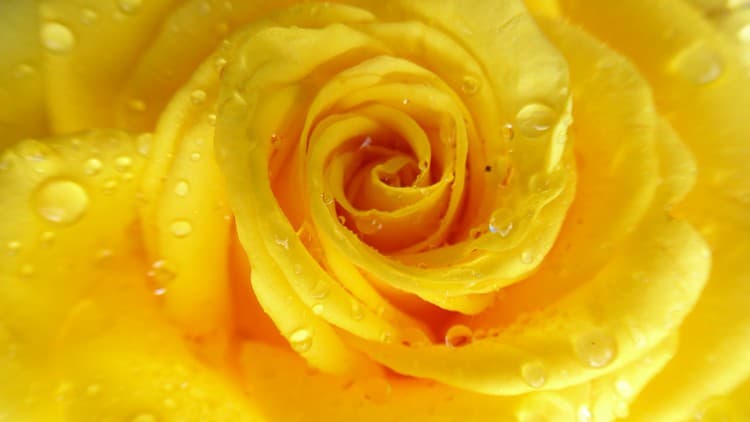 Herbalism :: Flower Essence Certificate
