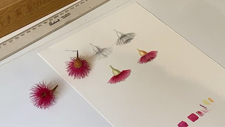 Painting Eucalyptus Flowers in Watercolour