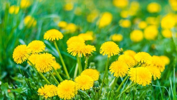 Foraging for Edible & Medicinal Plants
