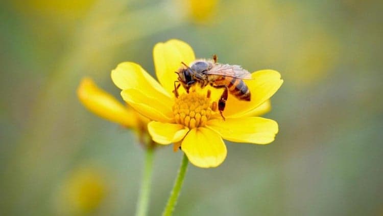 Beekeeping in Tanzania