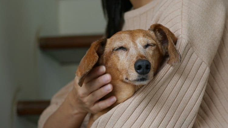 Dog Massage at Home: Help Your Dog Feel Better Every Day