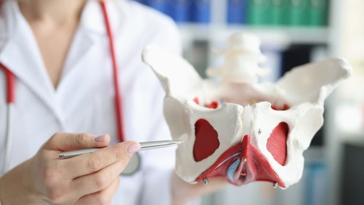 Pelvic Health Massage Therapy Certificate Course (2 CE)