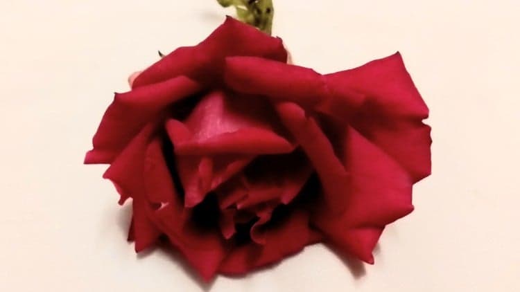 Introduction to Shamanic Rose energy healing