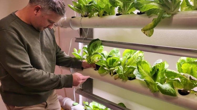 Hydroponics 101: Learn, Design, and Build Your Own System