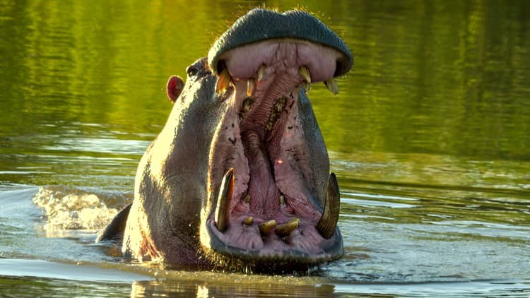 Wildlife and bird photography made easy