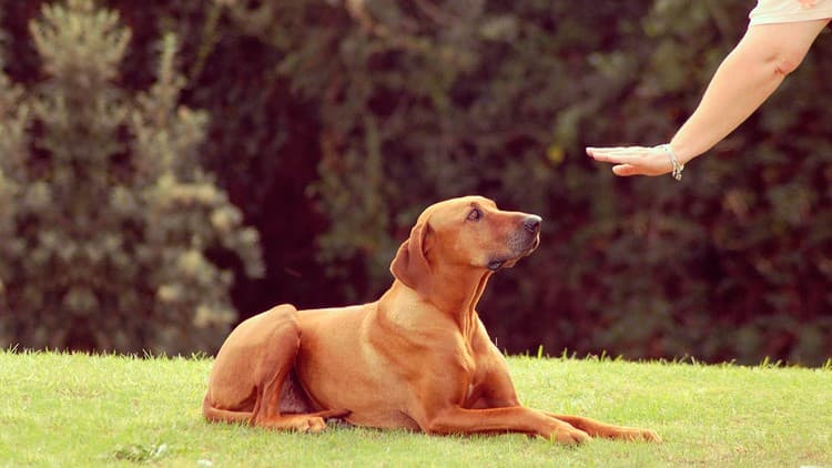 Treatment & Prevention of Dog Aggression: Biting & Fighting