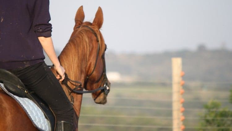 Horses from Scratch - The Points of the Horse