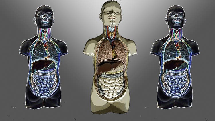 Easy Anatomy and Physiology (Platinum Edition)
