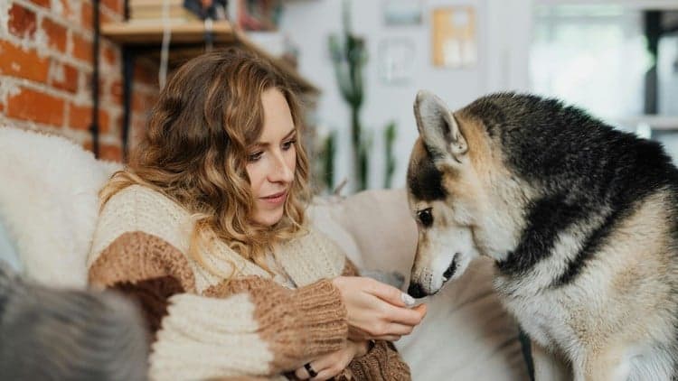 14 Fun Daily Games to Calm, Focus & Enrich Your Dog at Home