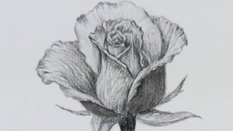 How to Draw a Rose Step by Step | Mini Drawing Course