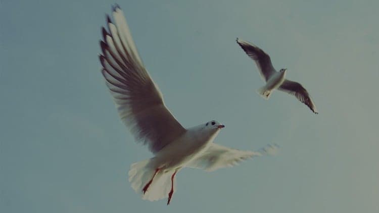 Introduction to Practical Healing