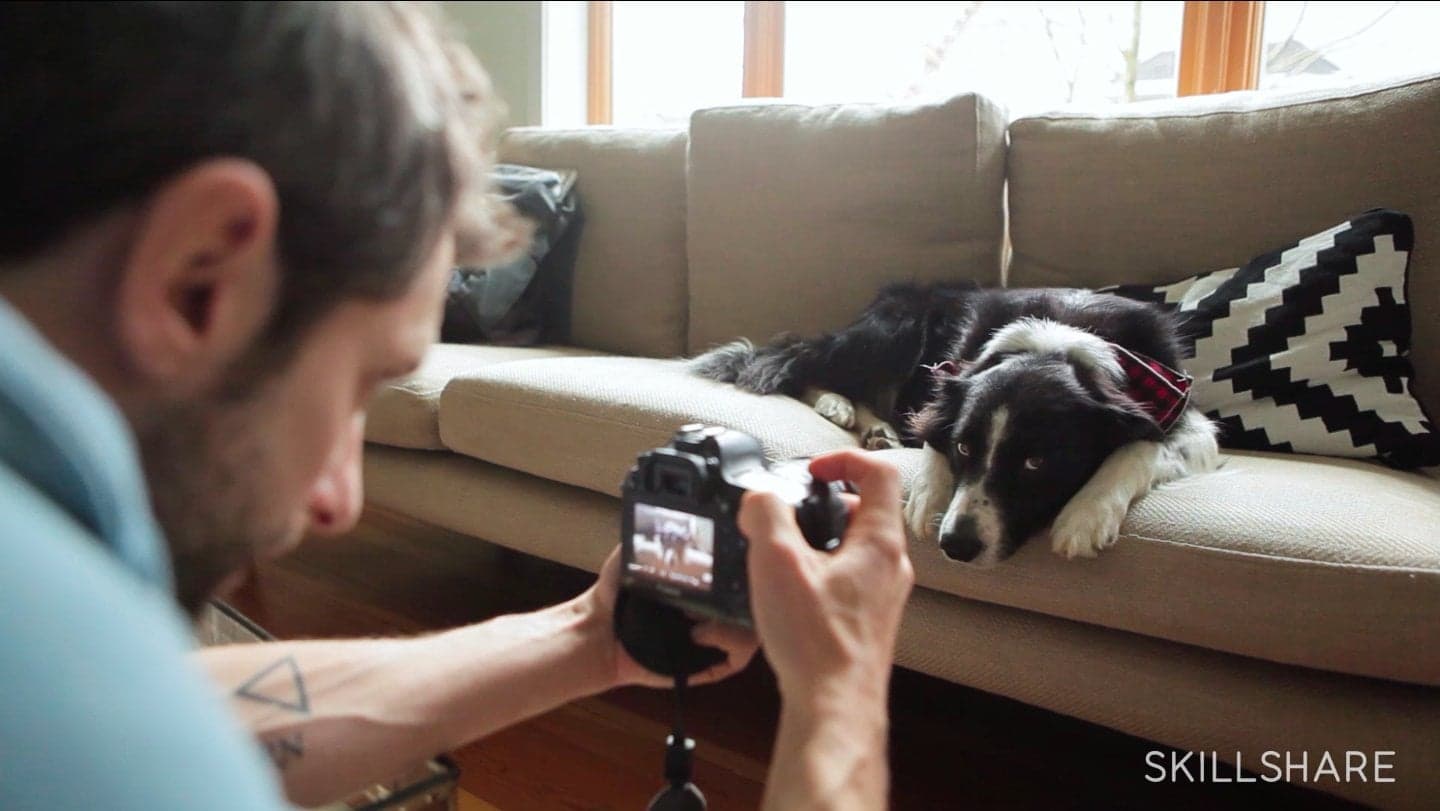 Photograph Your Pet: One Muse, Endless Possibilities