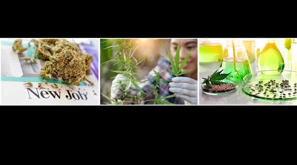 Cannabis Science and Industries: Seeds to Needs