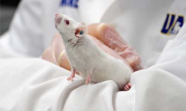 Behavioral Neuroscience Research